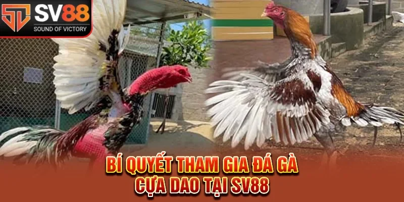 Bí quyết tham gia đá gà cựa dao tại SV88