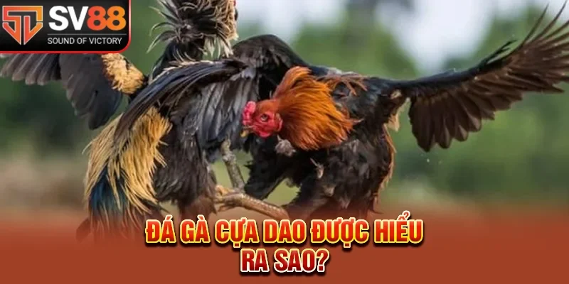 Đá gà cựa dao được hiểu ra sao?