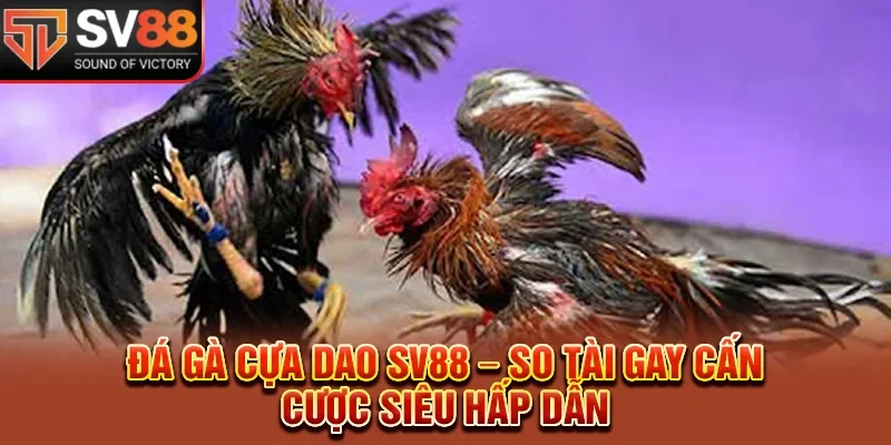 Đá Gà Cựa Dao SV88 – So Tài Gay Cấn, Cược Siêu Hấp Dẫn