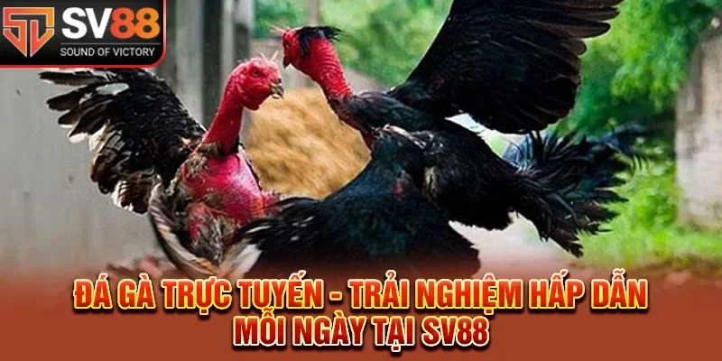 Đá Gà Trực Tuyến - Trải Nghiệm Hấp Dẫn Mỗi Ngày Tại SV88