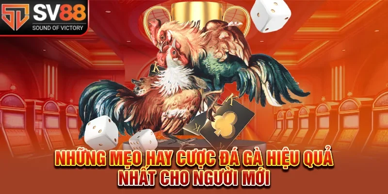 Những mẹo hay cược đá gà hiệu quả nhất cho người mới