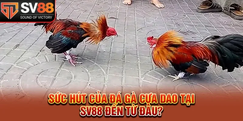 Sức hút của đá gà cựa dao tại SV88 đến từ đâu?